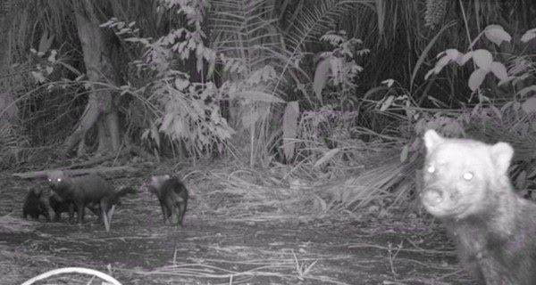 Animal raro, cachorro-vinagre é visto por câmera de monitoramento durante passeio com filhotes no Pantanal