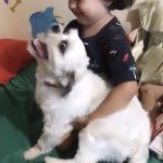 Moradora procura por cachorrinho desaparecido