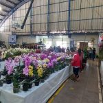 11ª Feira das Flores foi sucesso em Amambai entre os dias 24 e 28 de setembro