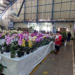 11ª Feira das Flores foi sucesso em Amambai entre os dias 24 e 28 de setembro