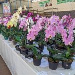 11ª Feira das Flores foi sucesso em Amambai entre os dias 24 e 28 de setembro