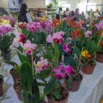 11ª Feira das Flores foi sucesso em Amambai entre os dias 24 e 28 de setembro