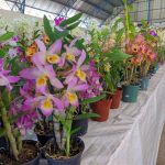 11ª Feira das Flores foi sucesso em Amambai entre os dias 24 e 28 de setembro