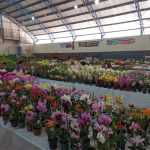 11ª Feira das Flores foi sucesso em Amambai entre os dias 24 e 28 de setembro