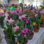 11ª Feira das Flores foi sucesso em Amambai entre os dias 24 e 28 de setembro