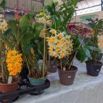 11ª Feira das Flores foi sucesso em Amambai entre os dias 24 e 28 de setembro