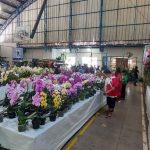 11ª Feira das Flores foi sucesso em Amambai entre os dias 24 e 28 de setembro