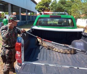 De macaco dentro do forno a onça parda no centro de Dourados, PMA resgata 5,2 animais silvestres por dia