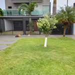 Amambai conta com mais uma empresa especialista em jardinagem: a Clínica do Jardim!