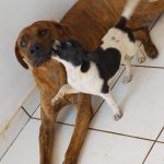 Ajude o cachorrinho Tigre a voltar para casa