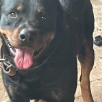 Ajude o cachorrinho Thor a voltar para casa