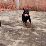 Ajude o cachorrinho Thor a voltar para casa