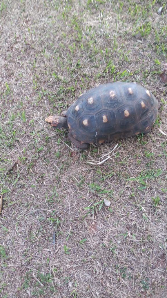 Cidadania: Jovens resgatam tartaruga do Parque da Cidade em Amambai