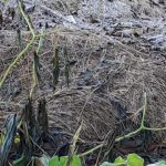 Amambai registrou temperatura mais baixa do estado na madrugada desta quarta-feira (29)