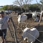 Maior que Portugal: mapa mostra imensidão do Pantanal em MS e desafios de logística no bioma