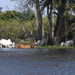 Maior que Portugal: mapa mostra imensidão do Pantanal em MS e desafios de logística no bioma