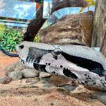 No Dia Mundial da Cobra, Bioparque destaca importância de duas moradoras que ganharam vida nova