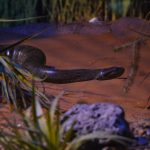 No Dia Mundial da Cobra, Bioparque destaca importância de duas moradoras que ganharam vida nova