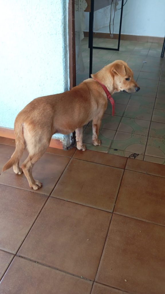 ONG procura dono de cachorrinha encontrada em Amambai