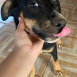 Ajude a cachorrinha Luma a voltar para casa