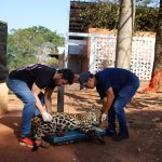 Onça-pintada Miranda passa pelos primeiros exames e continua em tratamento especial no Ayty