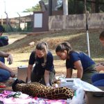 Onça-pintada Miranda passa pelos primeiros exames e continua em tratamento especial no Ayty