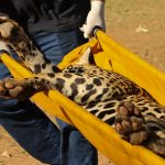 Miranda e Antã passam por exames e recebem cuidados especiais no Hospital Veterinário Ayty