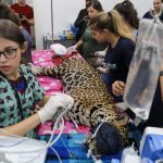 Miranda e Antã passam por exames e recebem cuidados especiais no Hospital Veterinário Ayty