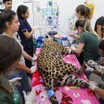 Miranda e Antã passam por exames e recebem cuidados especiais no Hospital Veterinário Ayty