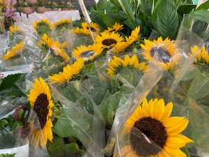 Segue até domingo (29) a 13ª Feira das Flores em comemoração aos 76 Anos de Amambai