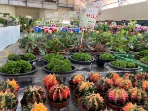 Começou nesta quarta-feira (25) a 13ª Feira das Flores em comemoração aos 76 Anos de Amambai