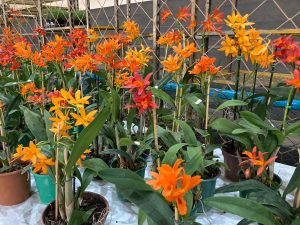 Começou nesta quarta-feira (25) a 13ª Feira das Flores em comemoração aos 76 Anos de Amambai