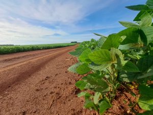 Amambai já supera 90% de área plantada de soja com boas expectativas na safra 2024/2025