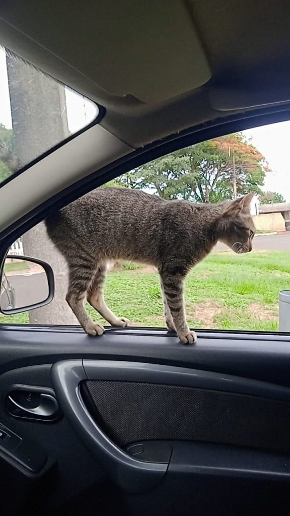 Gata desaparece durante visita a Amambai e preocupa tutores