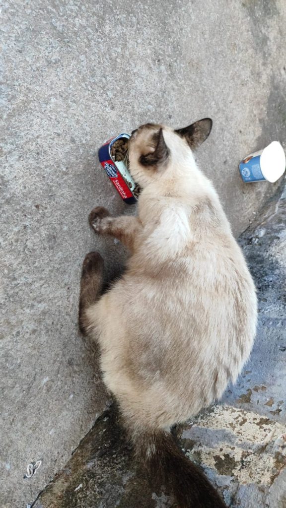 Gatinha castrada procura um novo lar em Amambai