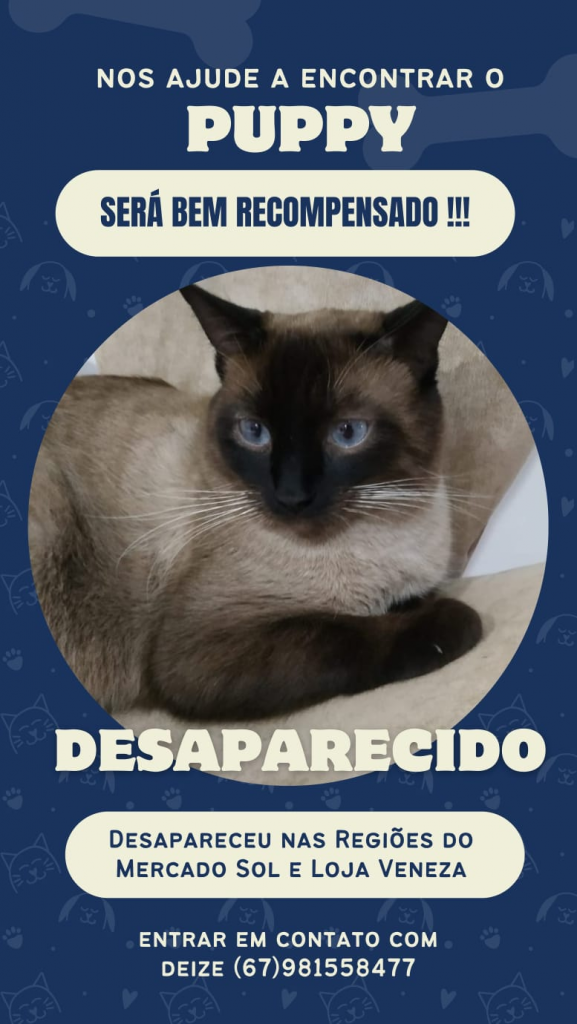 Ajude o gato Puppy a voltar para casa