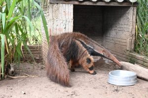 Responsabilidade ambiental: tamanduás tratados pelo Imasul ganham nova chance na natureza