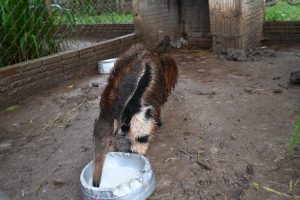 Responsabilidade ambiental: tamanduás tratados pelo Imasul ganham nova chance na natureza