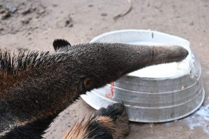 Responsabilidade ambiental: tamanduás tratados pelo Imasul ganham nova chance na natureza