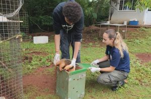 Responsabilidade ambiental: tamanduás tratados pelo Imasul ganham nova chance na natureza