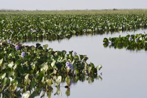 Para proteção da biodiversidade do Pantanal, projetos inovadores são apresentados ao Governo de MS