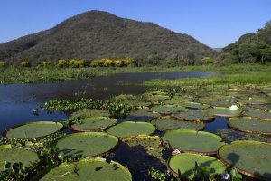 Para proteção da biodiversidade do Pantanal, projetos inovadores são apresentados ao Governo de MS