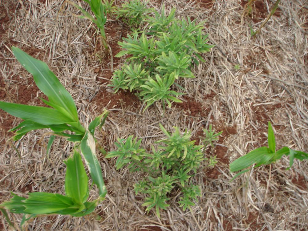 Plantas Daninhas: resistentes, tolerantes e de difícil controle