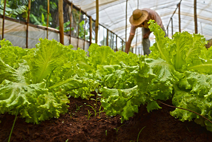 Programa do Senar quer reverter importação de hortifrutis consumidos em MS