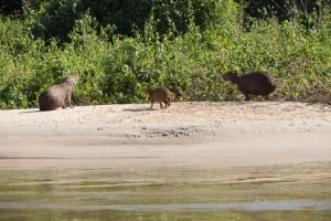 Queimadas no Pantanal não alcançam regiões de pousadas e hotéis fazenda de MS