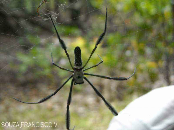 Descobertas 17 novas espécies de aranha na Mata Atlântica