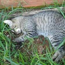 Um dos gatos encontrados já sem vida pelos voluntários da ONG. Foto: ONG Adote um Campeão de 4 Patas