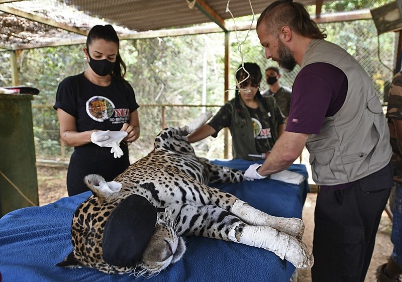 Dia do Pantanal: fogo diminuiu, mas animais enfrentam fome e novos incêndios