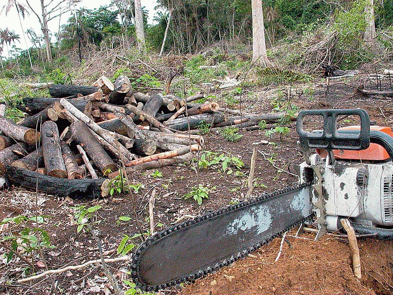 Aumento do desmatamento na Amazônia poderá superar a marca dos 30% pelo segundo ano consecutivo em 2020 - Arquivo/Agência Brasil