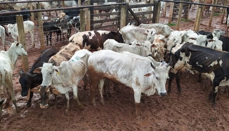 Animais foram recuperados (Foto: Divulgação)